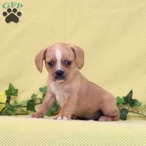 BJ, Boston Terrier Mix Puppy